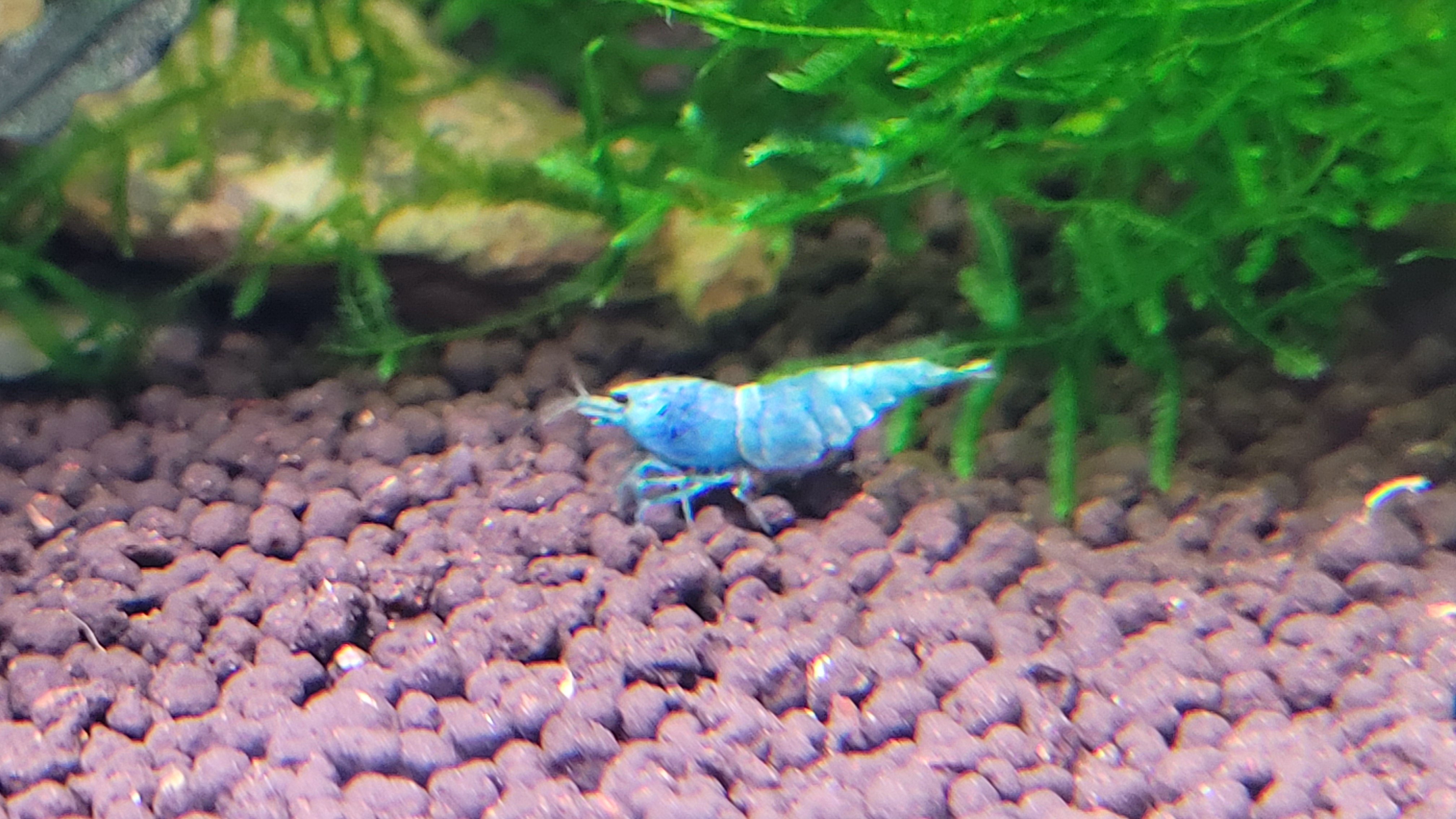 Blue Bolt Deep Blue 4