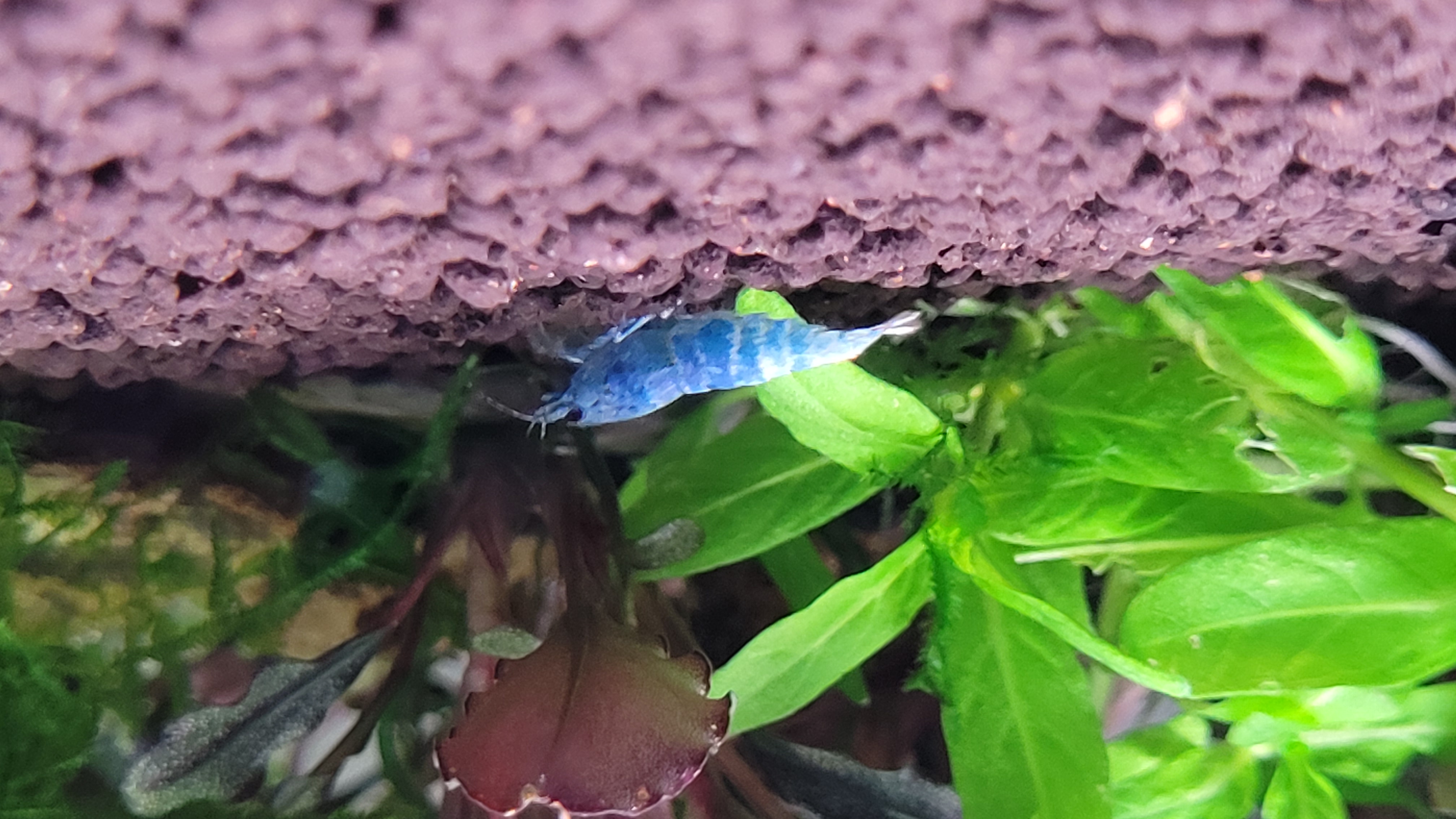 Blue Bolt Deep Blue 5
