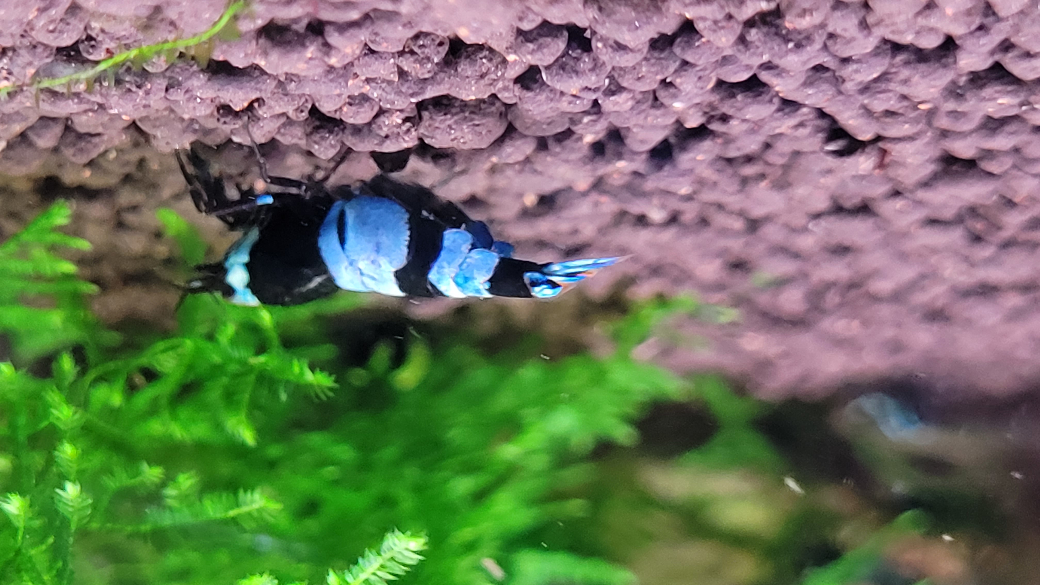 Blue Panda 3