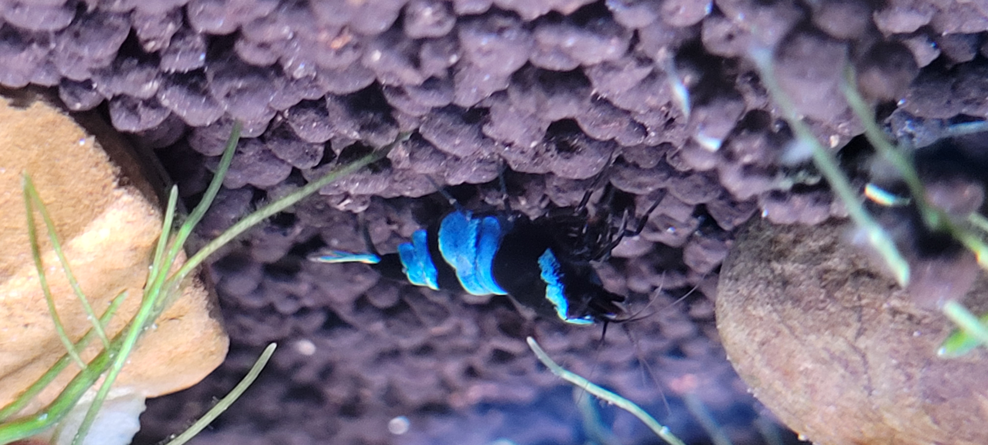 Blue Panda 5