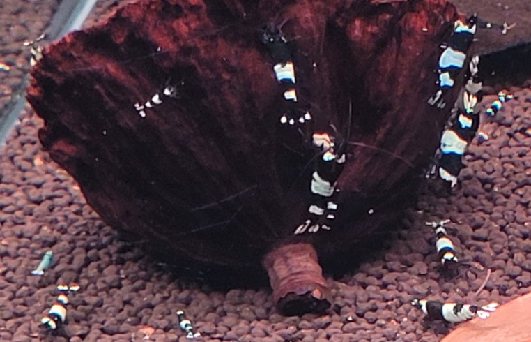Panda 3
