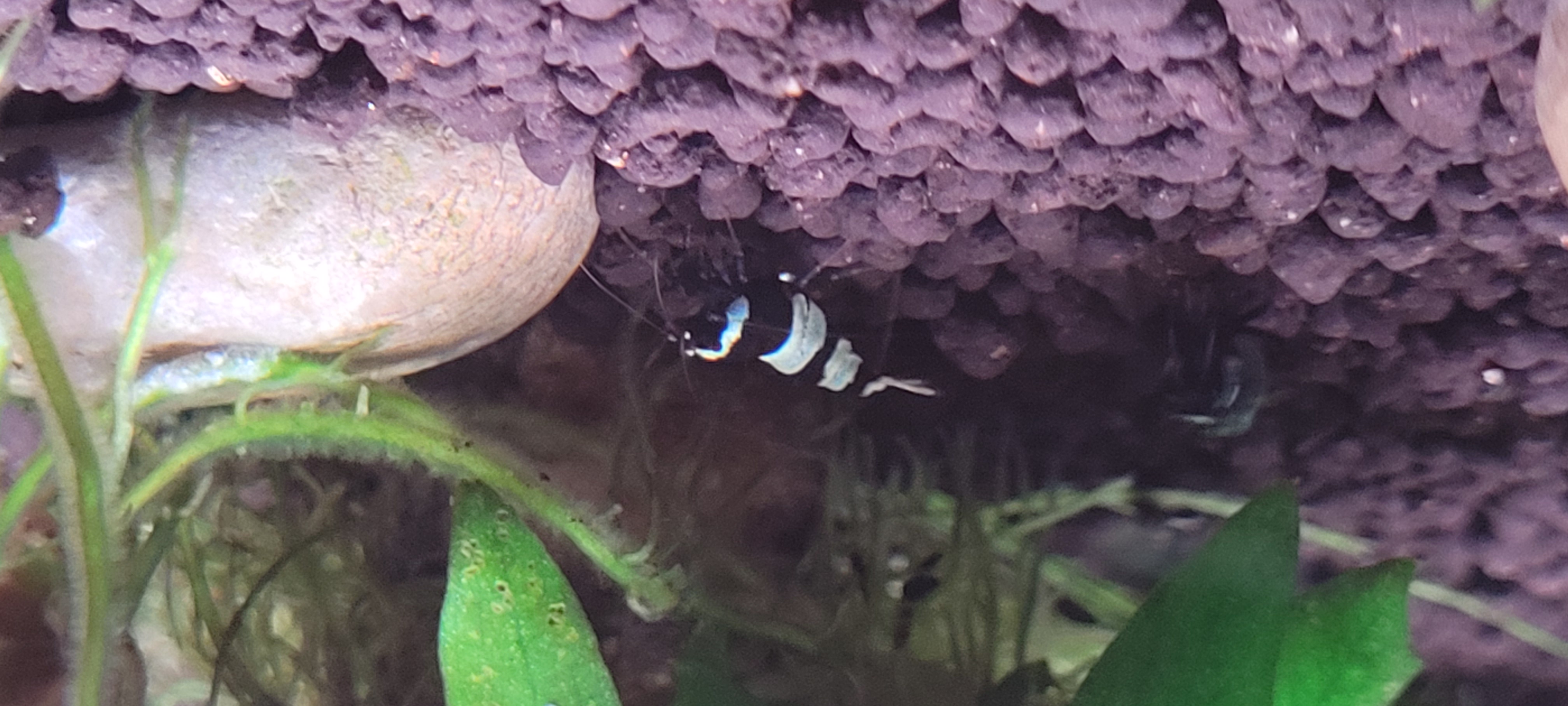 Panda 4