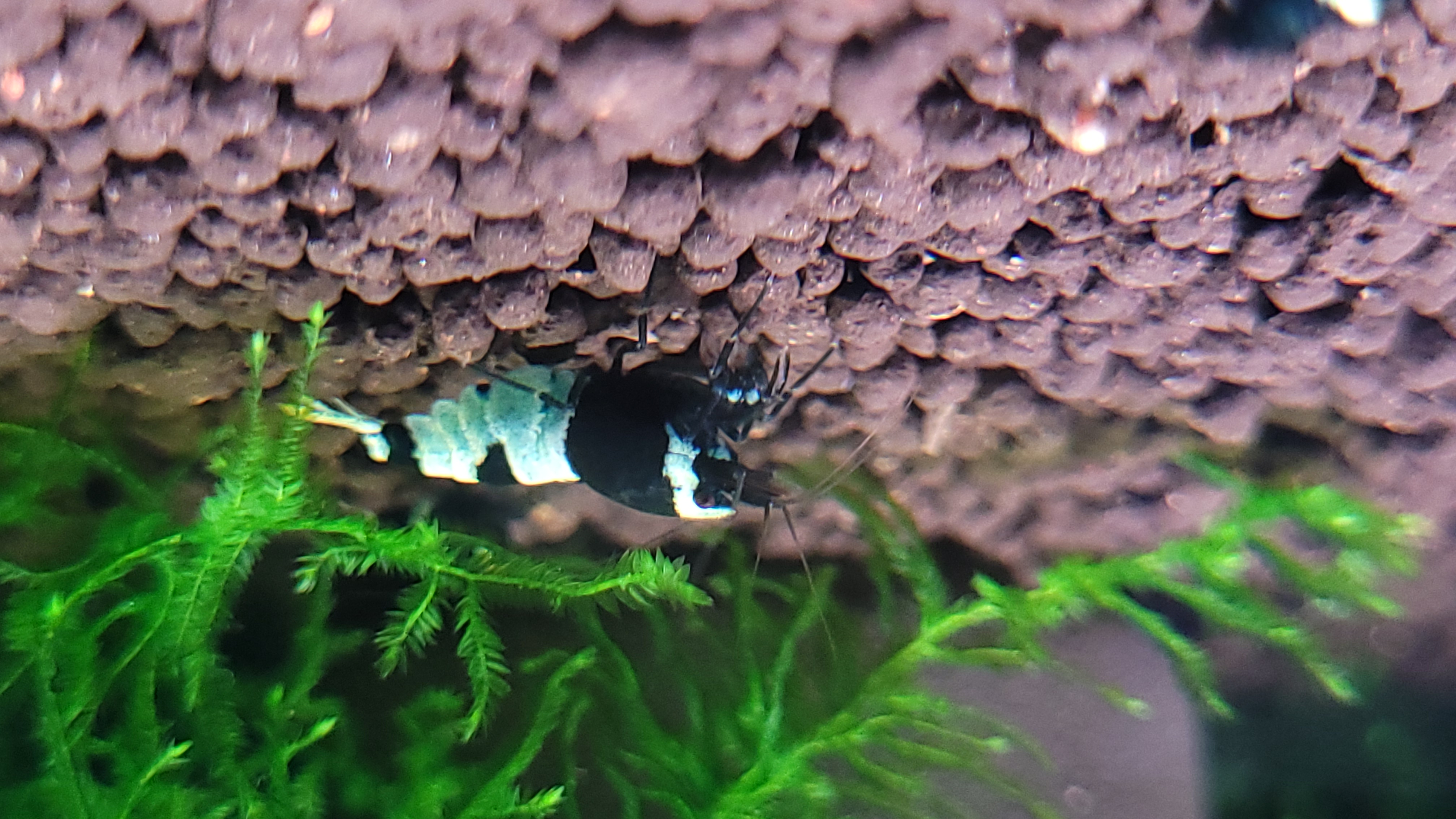 Panda 6