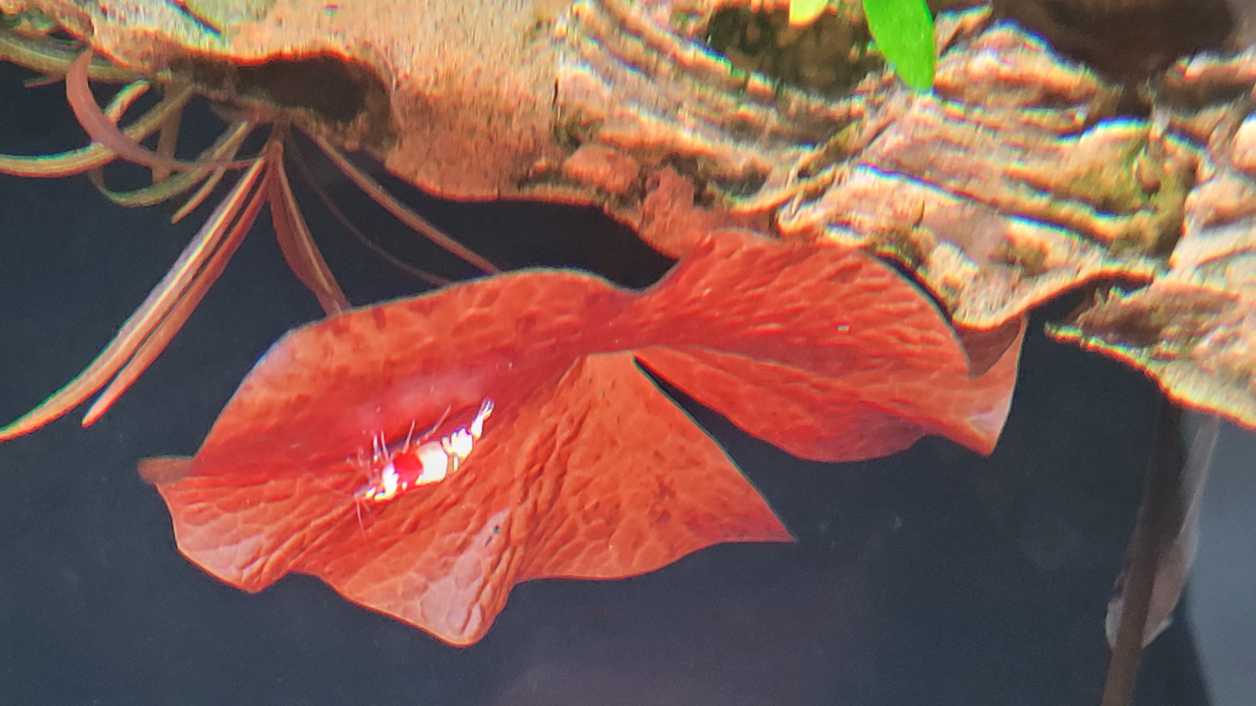 Red Crystal 4