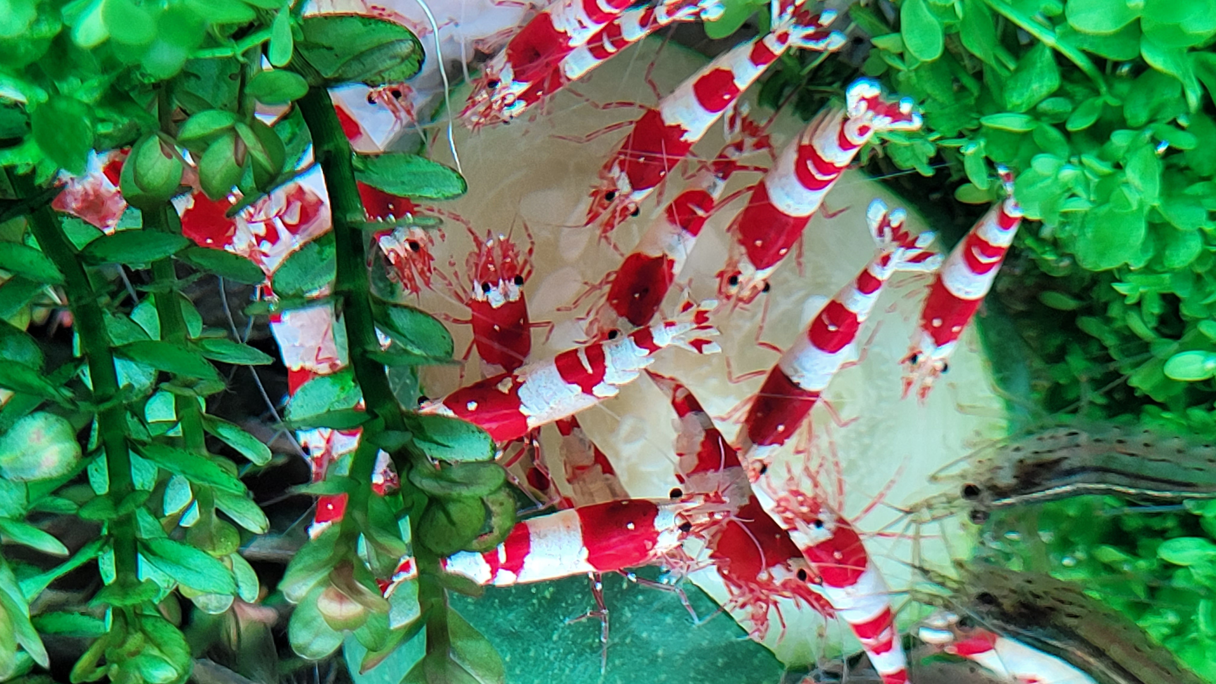 Red Crystal 5