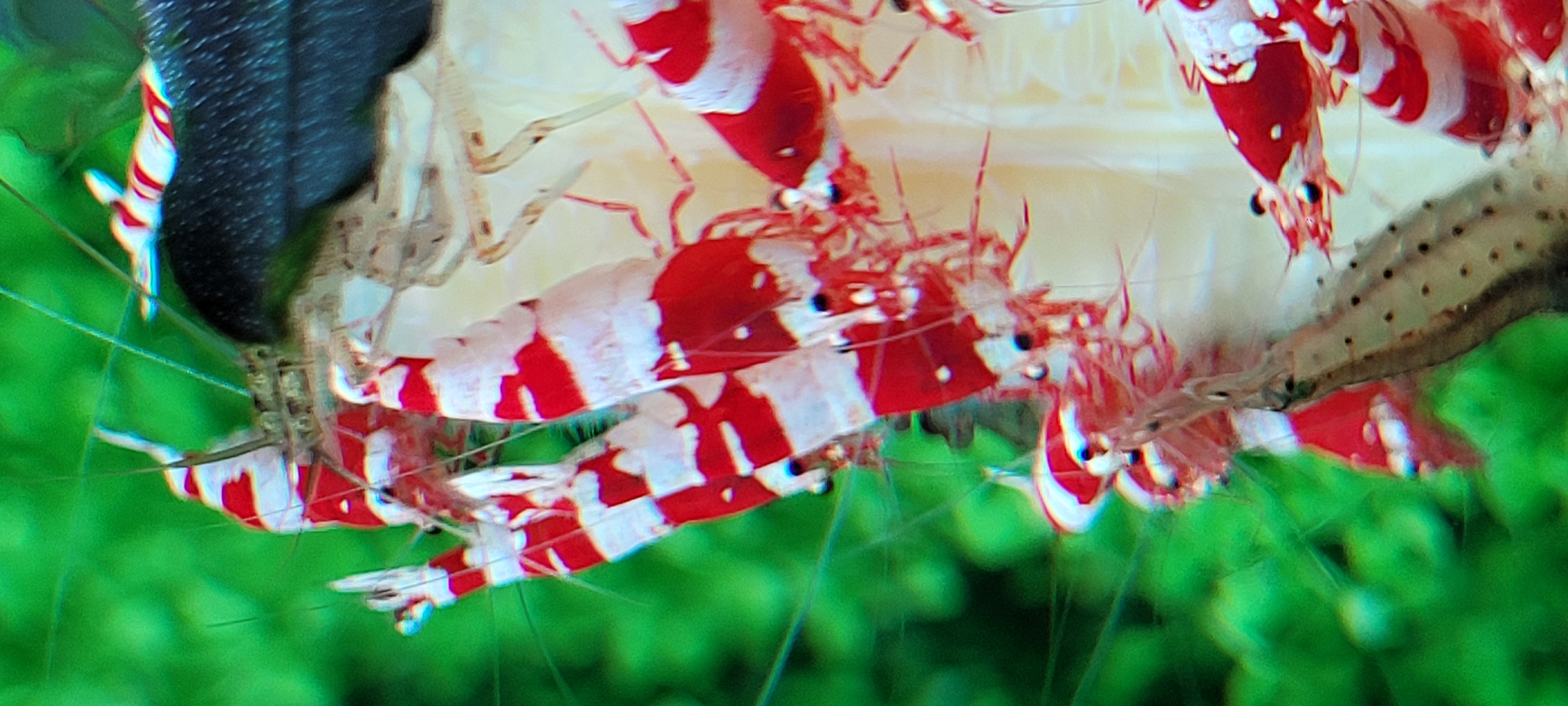 Red Crystal 6