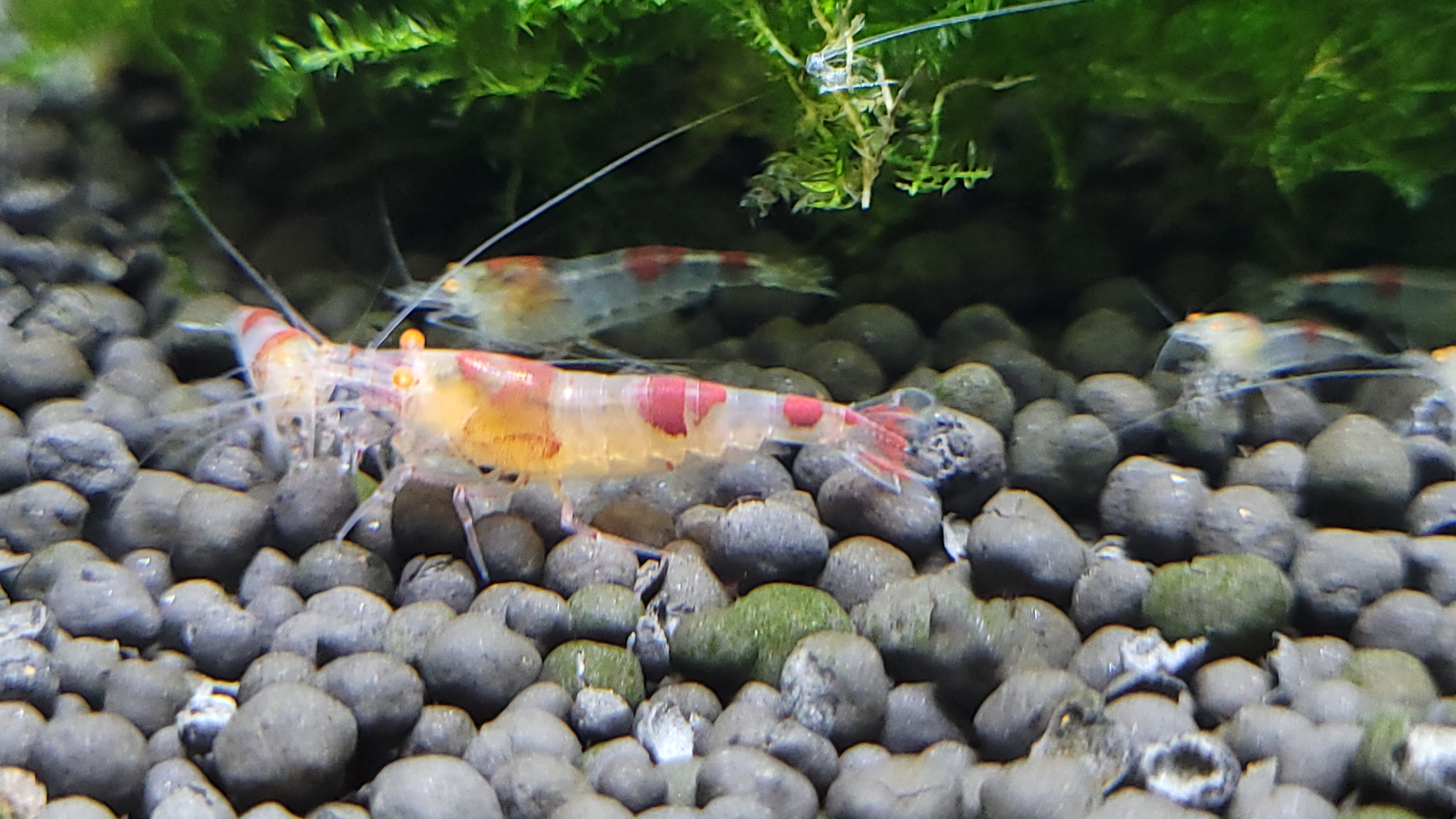 Red Ghost Orange Eyes 4